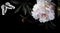 Photo white flowers peonies and drawing butterfly on black background.