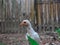 This is a photo of a white native chicken