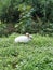 Photo of a white rabbit in the middle of the garden