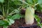 Photo of white radish or daikon in plantation