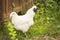 Photo of white rooster  breed silkie bantam.