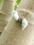 photo of white snails mating on a papaya tree trunk