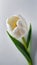 Photo Of White Tulip, Top View Of Beautiful White Tulip. Generative AI