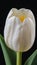 Photo Of White Tulip, Top View Of Beautiful White Tulip. Generative AI