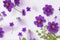 Photo wild flowers on purple paper background. Generative AI