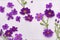 Photo wild flowers on purple paper background. Generative AI