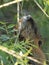 Photo of wild nutria bite the willows twigs