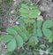 photo of wild plant saplings in the forest, the tops of the leaves are often used as traditional medicine