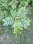 photo of wild plants thriving in the forest