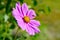 Photo of wild wasp flying into a bright pink flower Cosmos Bipi