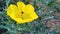 Photo of wild yellow flower in the gardan India