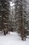 Photo of Winter Forest of Subalpine Fir and Limber Pine in Echo Lake Colorado USA