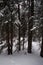 Photo of Winter Forest of Subalpine Fir and Limber Pine in Echo Lake Colorado USA