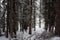 Photo of Winter Forest of Subalpine Fir and Limber Pine in Echo Lake Colorado USA