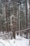 Photo of Winter Forest of Subalpine Fir and Limber Pine in Echo Lake Colorado USA