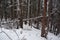 Photo of Winter Forest of Subalpine Fir and Limber Pine in Echo Lake Colorado USA