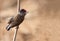 Photo of a woodpecker Spotted Piculet perched on a branch on a blurred background in brownish tones