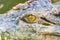 Photo of yellow crocodile eye in the pond at the mini zoo crocodile farm