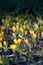 Photo yellow crocuses