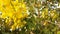 Photo Yellow fresh flowers cassia.1