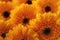 Photo of yellow gerberas, macro photography and flowers background. yellow daisy
