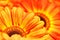 Photo of yellow and orange gerberas, macro photography and flowers background