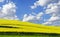 Photo of Yellow rapefield in spring