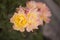 Photo of a yellow spotted pink rose