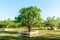 Photo of young banyan trees