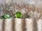 Photo of young betel leaf shoots among abandoned tools.