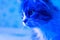 Photo of a young cat in trend blue neon color