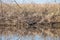 Photo Of A Young Gator And It\\\'s Reflection In The Water.