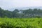 Photo of young green tea leaves with a tea garden in the background in Lawang Malang East Java
