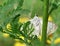 Photo of a young morning glory hawk moth agrius convolvuli gray-white moth. A kind of butterfly.