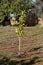 Photo of young orange trees. Orange seedlings, the theme of seasonal planting