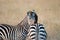 Photo zebra resting her head on friend\'s back the African savannah