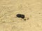 Photo of zebu (humped cattle) excrement on sand