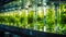 Photobioreactor in laboratory, algae biofuel industry