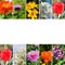 Photocollage of Different beautiful flowers on a sunny day . Free space for text