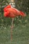 Photogenic Flamingo standing on one leg