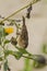 A photogenic little bird at his lunch time