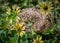Photogenic Shingleback Lizard In Yellow Capeweed Flowers