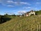 Photogenic vineyards in the village of Buchberg