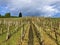 Photogenic vineyards in the village of Buchberg