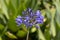 Photograph of an Agapanthus flower in a garden