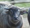 Photograph of an alert Water Buffalo calf