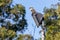 Photograph of an Australian Kookaburra sitting on a light tower