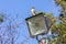 Photograph of an Australian Kookaburra sitting on a light tower