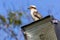 Photograph of an Australian Kookaburra sitting on a light tower