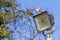 Photograph of an Australian Kookaburra sitting on a light tower